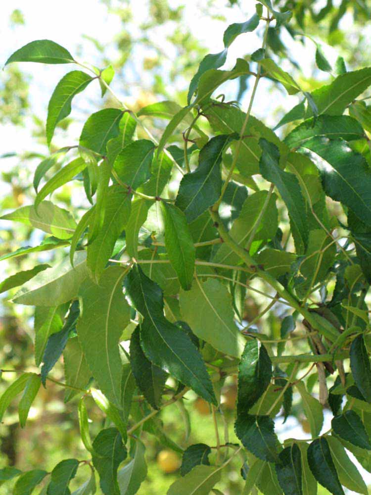              Shade leaves (Winter Haven, FL)       